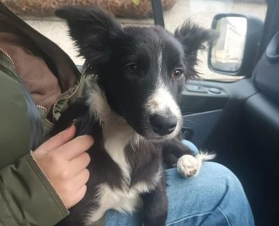 The puppy was picked up in Strabane earlier today.