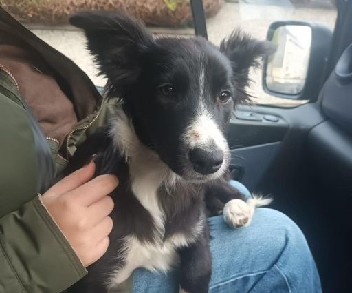 Appeal launched to find the owner of this little lost puppy