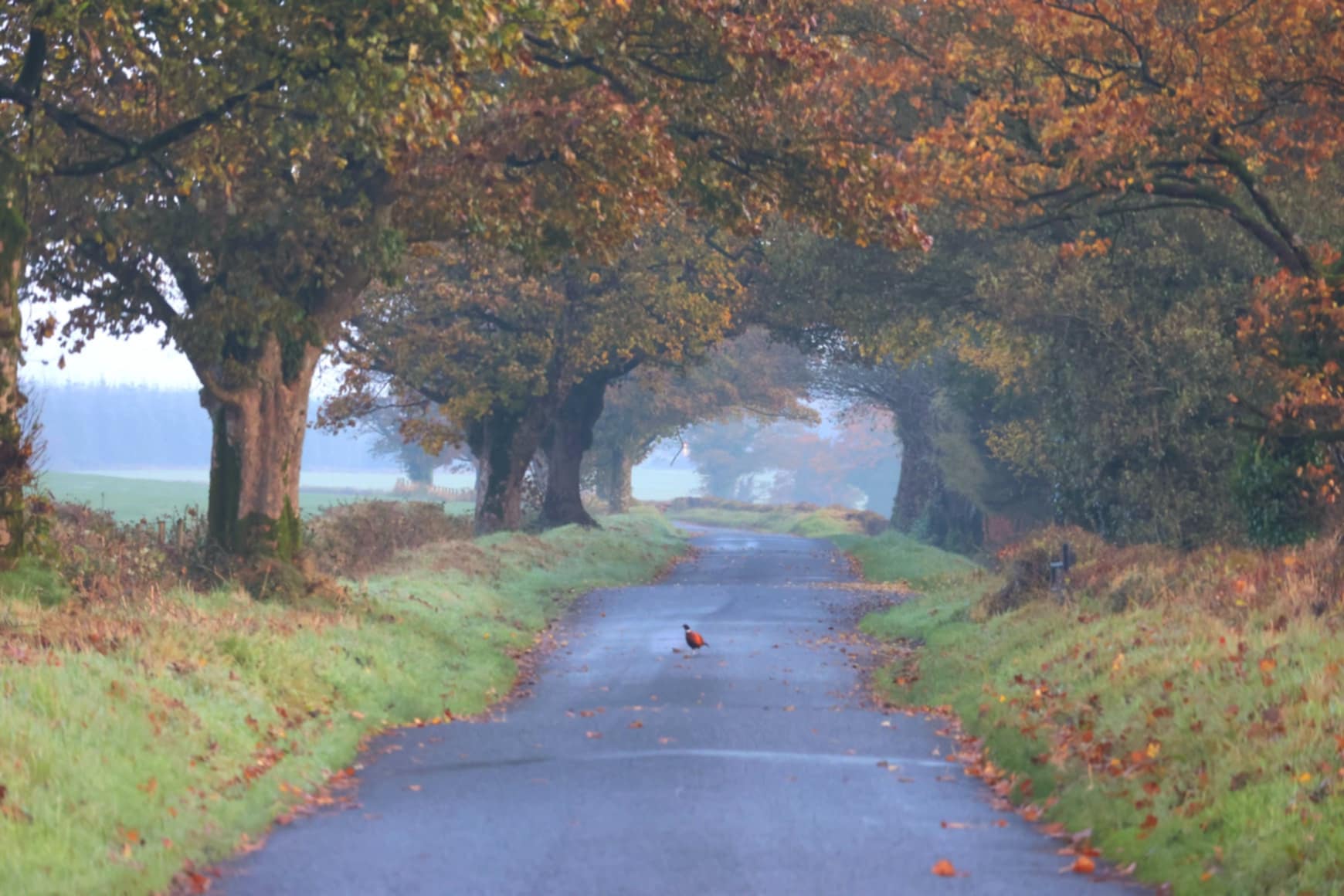 Tyrone photographer’s exhibition focuses on her ‘happy places’