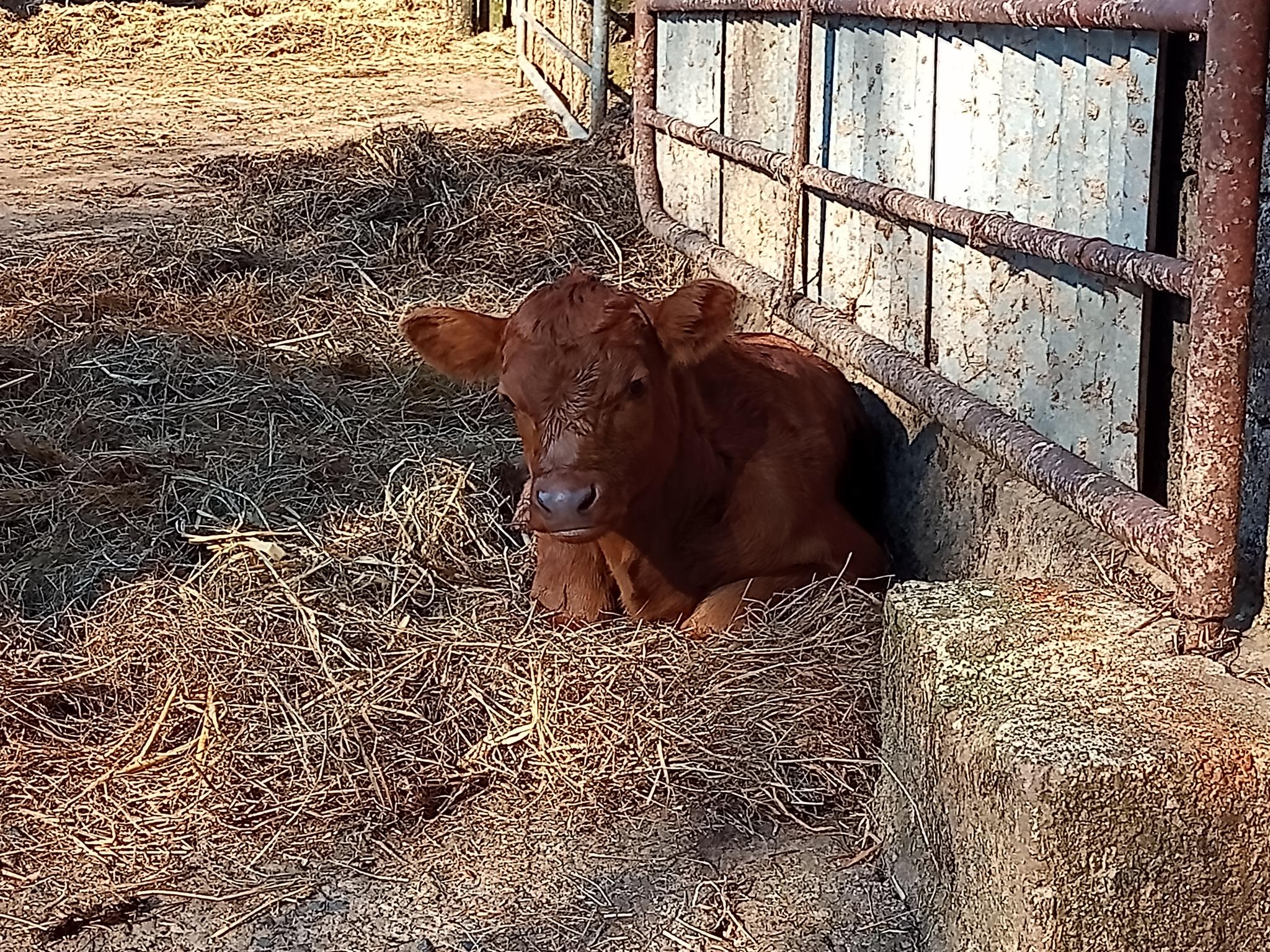 A different breed: The history of the cattle industry explained