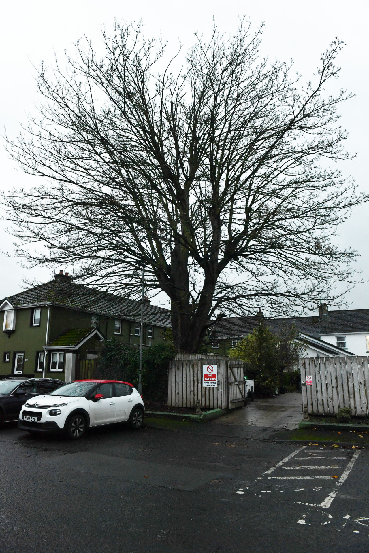 Attempt to have 200-year-old tree chopped down fails again