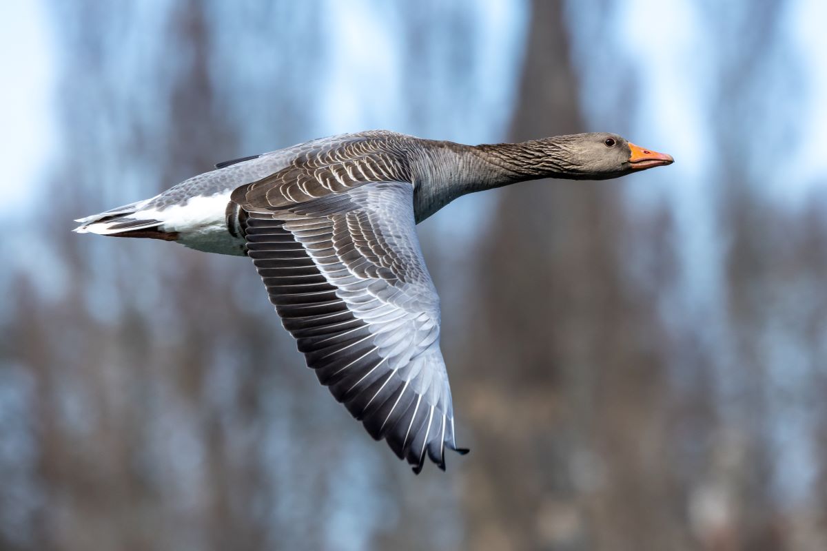 Bird flu case discovered in wild goose near Dungannon