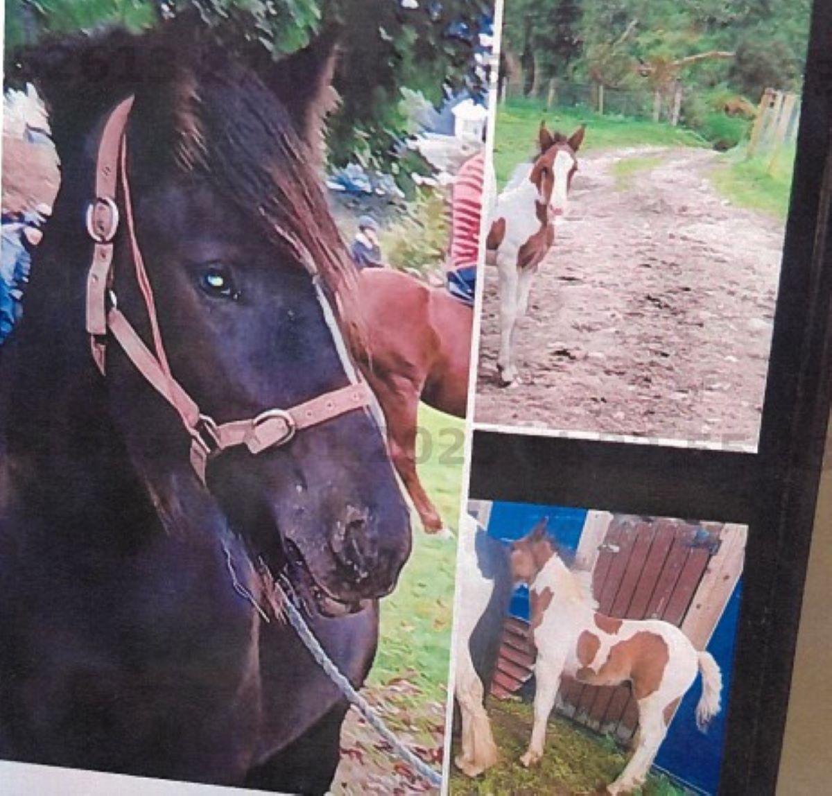 Horses believed to be stolen outside Artigarvan