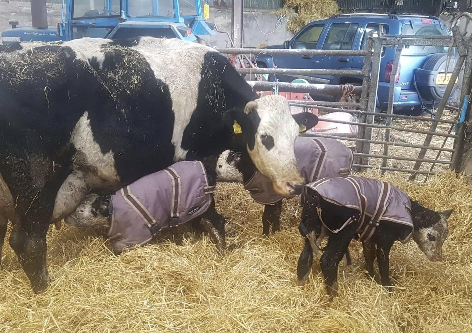 Moy farmer amazed after a cow gives birth to triplet calves