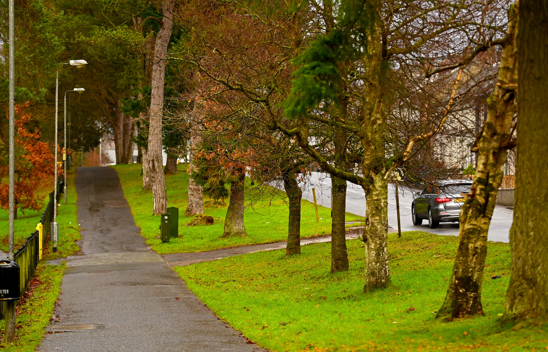 Historic Omagh trees to be chopped down for road expansion