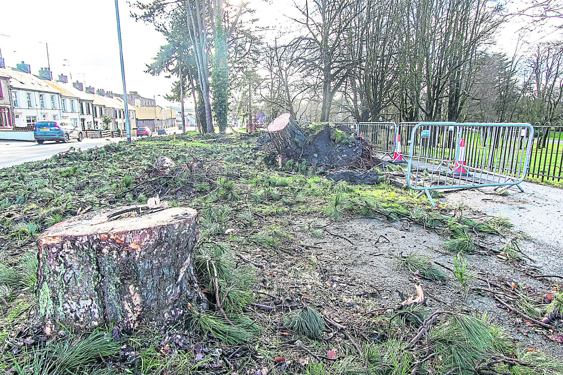 Historic trees chopped down as part of plans to widen Omagh road