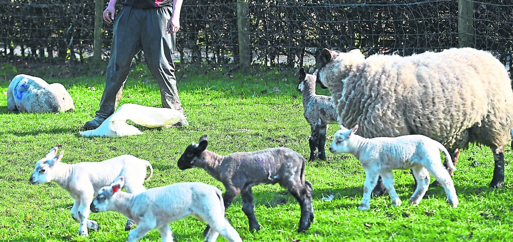 Police appeal after lambs stolen from Newtownstewart farm
