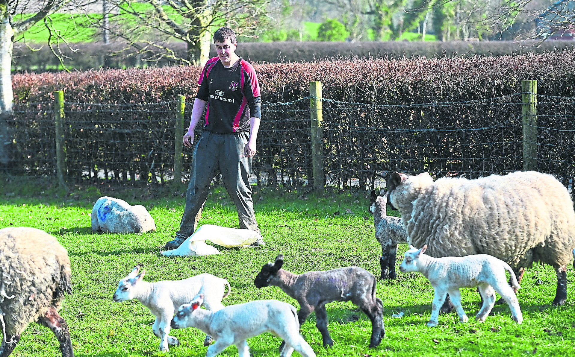 Omagh farmer wants stricter dog controls after sheep attacks