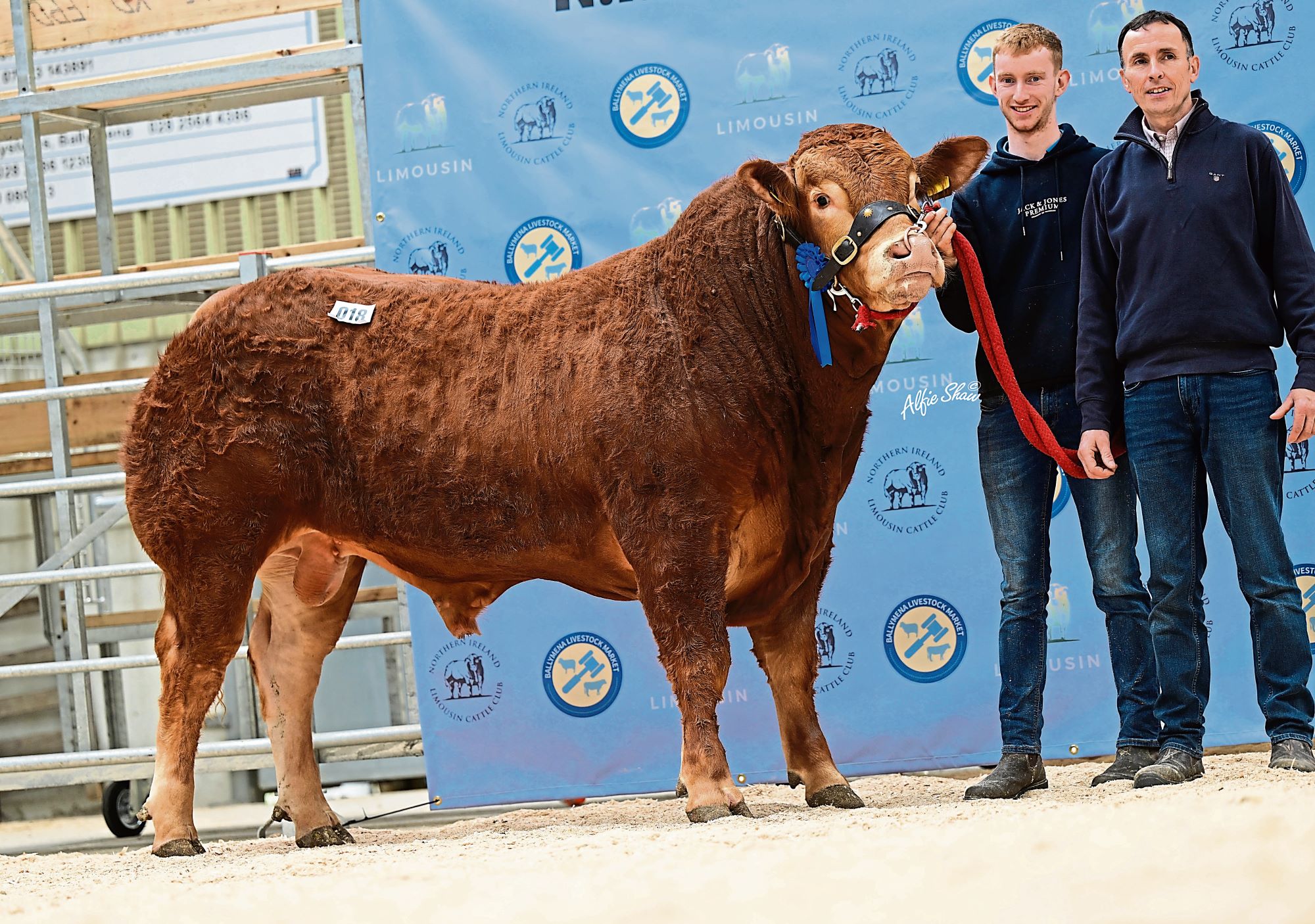 Tyrone bulls top the trade at breed show