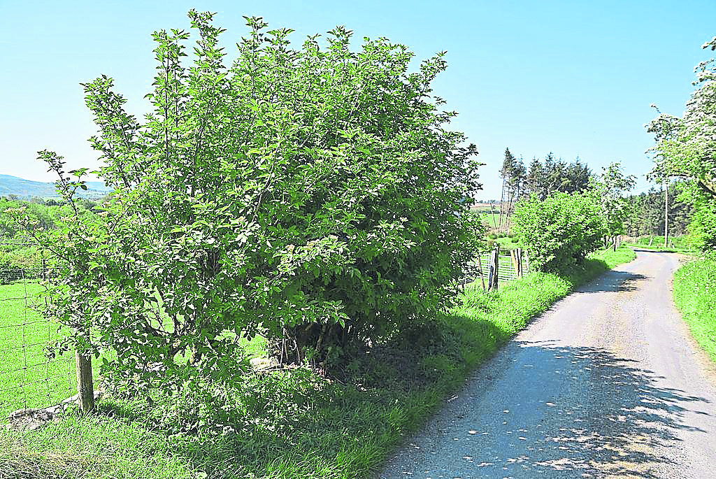 The fascinating folklore around a ‘cursed’ Plumbridge bush