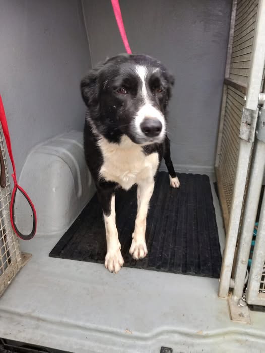 Appeal aims to reunite dog found in Strabane with its owner