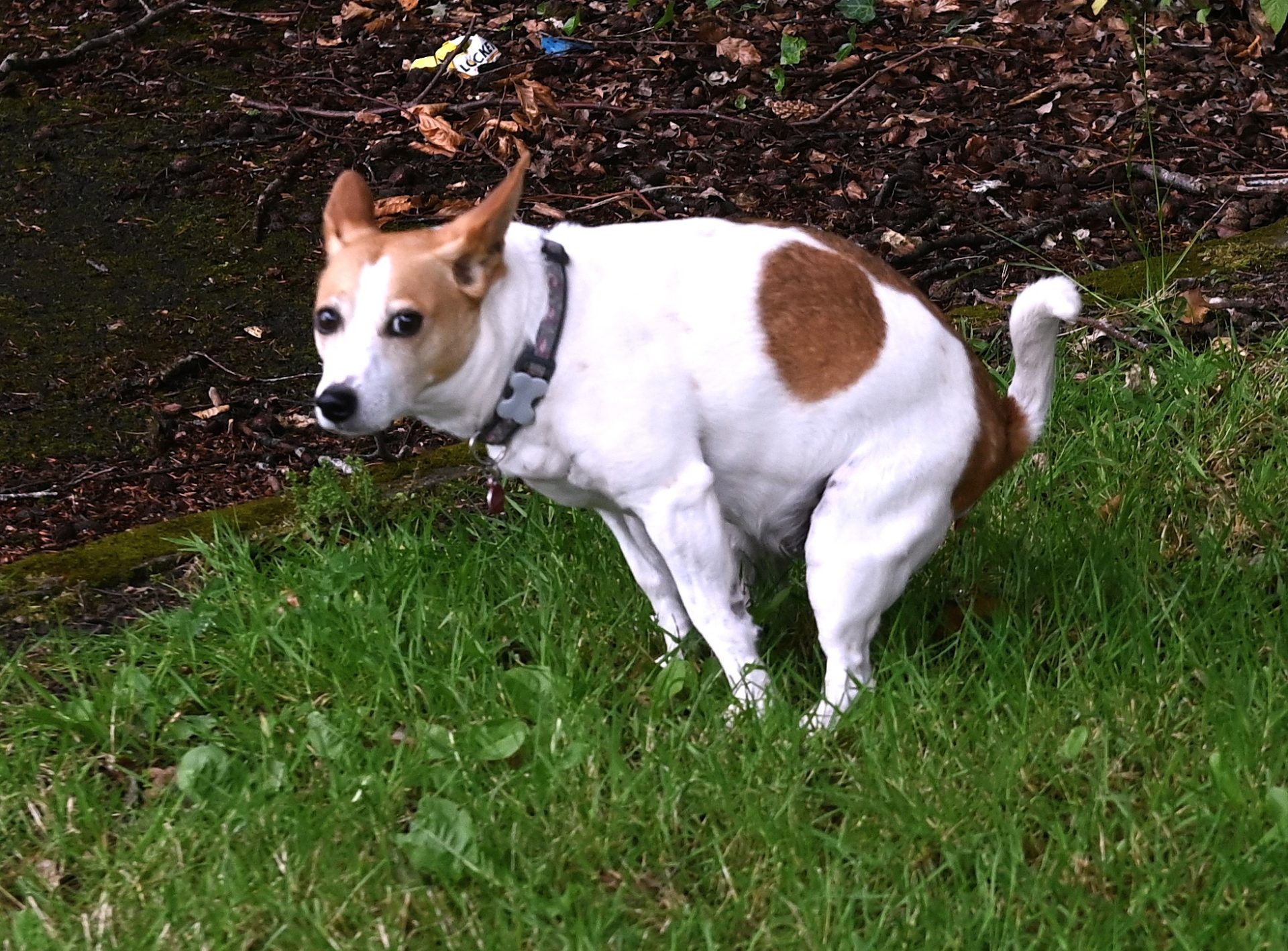 Revealed: The disgusting ‘hot spots’ for dog fouling in Omagh