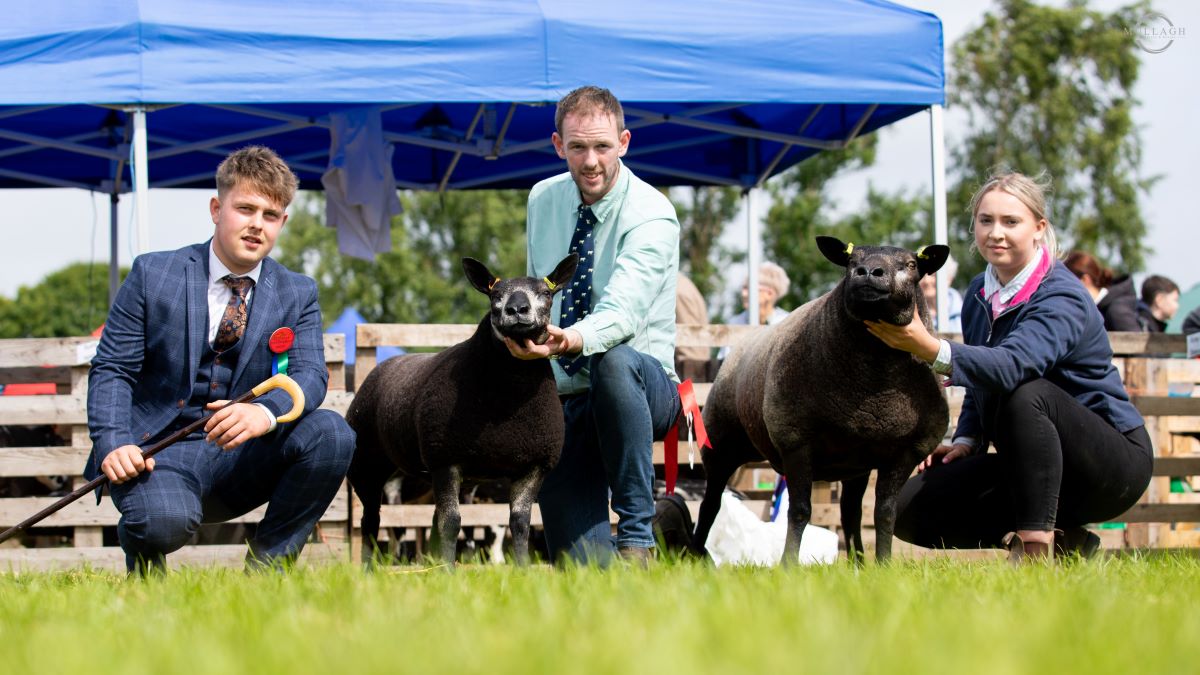 Derg flock retains Blue Texel national show title
