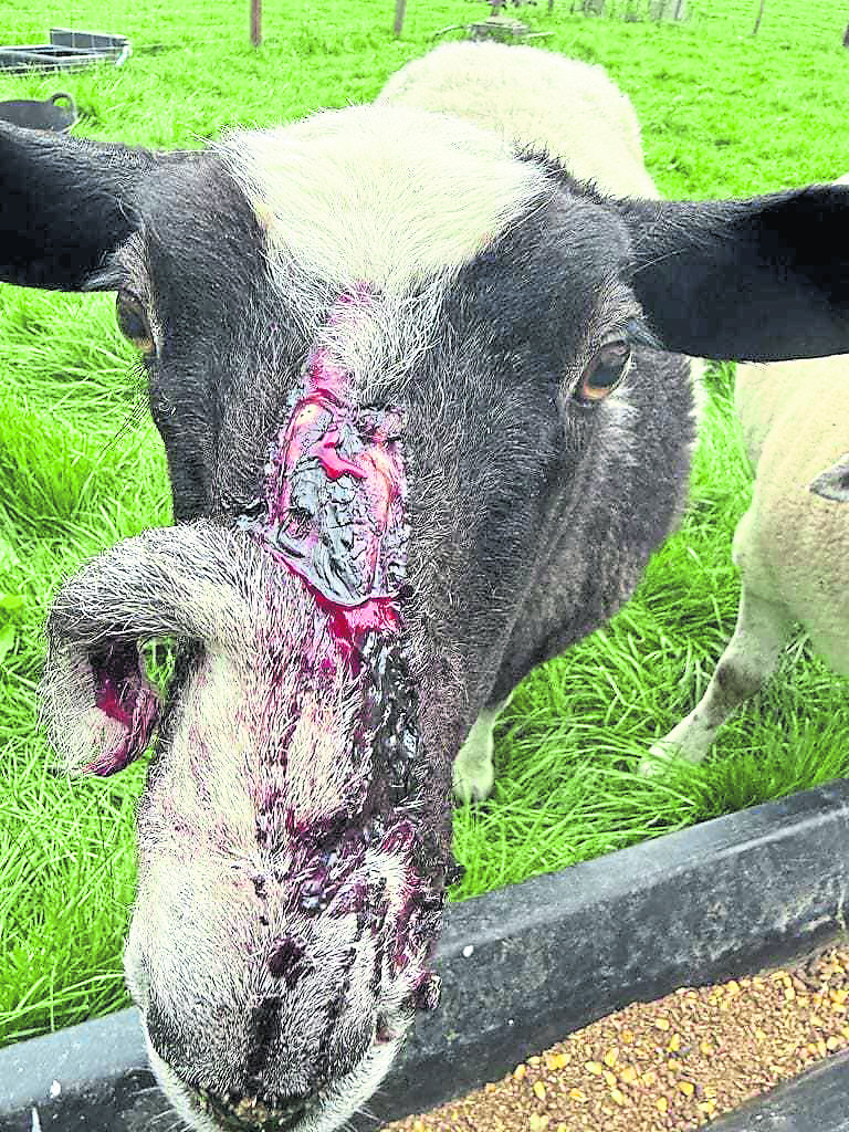Farmers ‘devastated’ after series of dog attacks on their animals