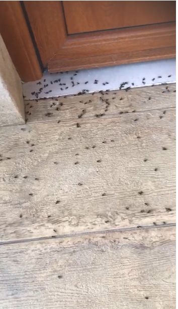 Investigation into fly infestation ‘nightmare’ in Tyrone homes