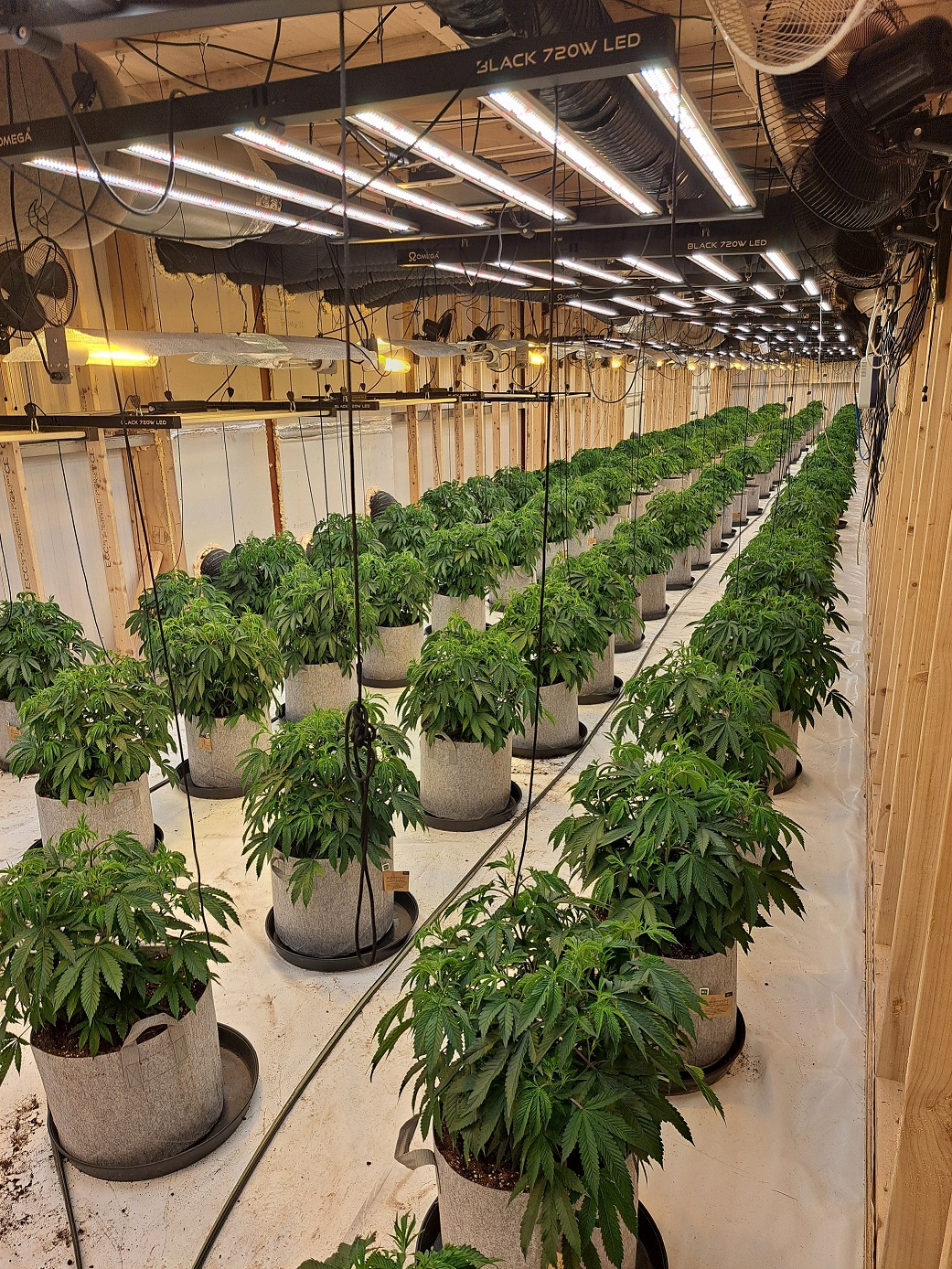 Two men charged after massive drugs seizure in Strabane