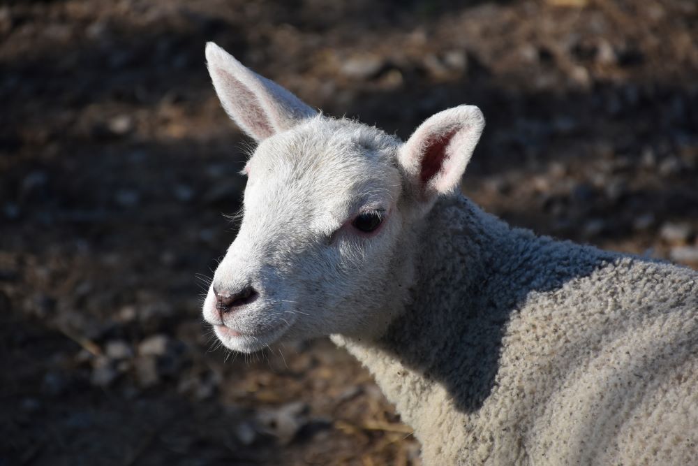Police investigating theft of 21 lambs from Plumbridge field