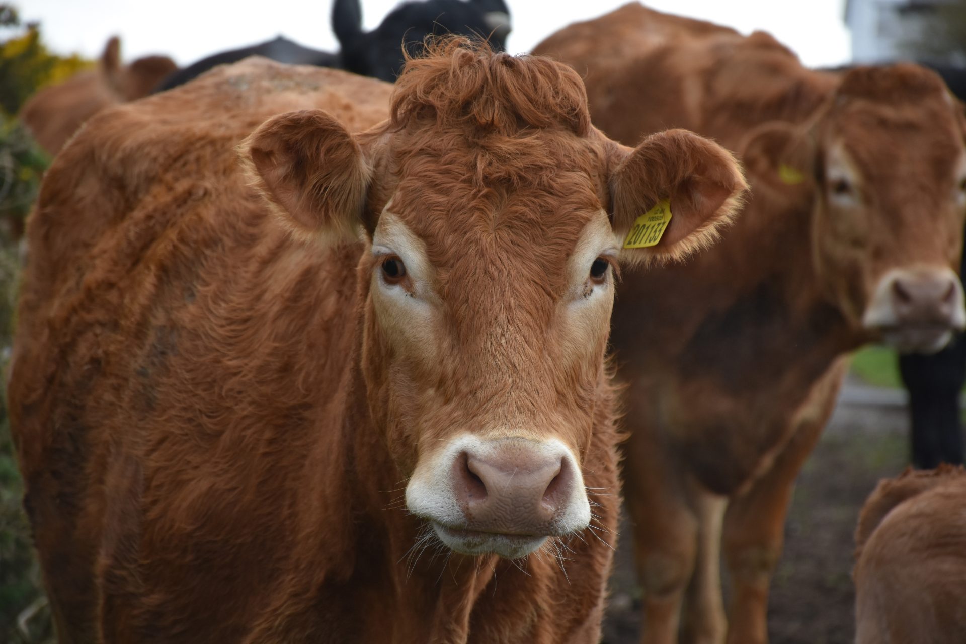 Bullocks worth up to £30,000 stolen from Sixmilecross farm