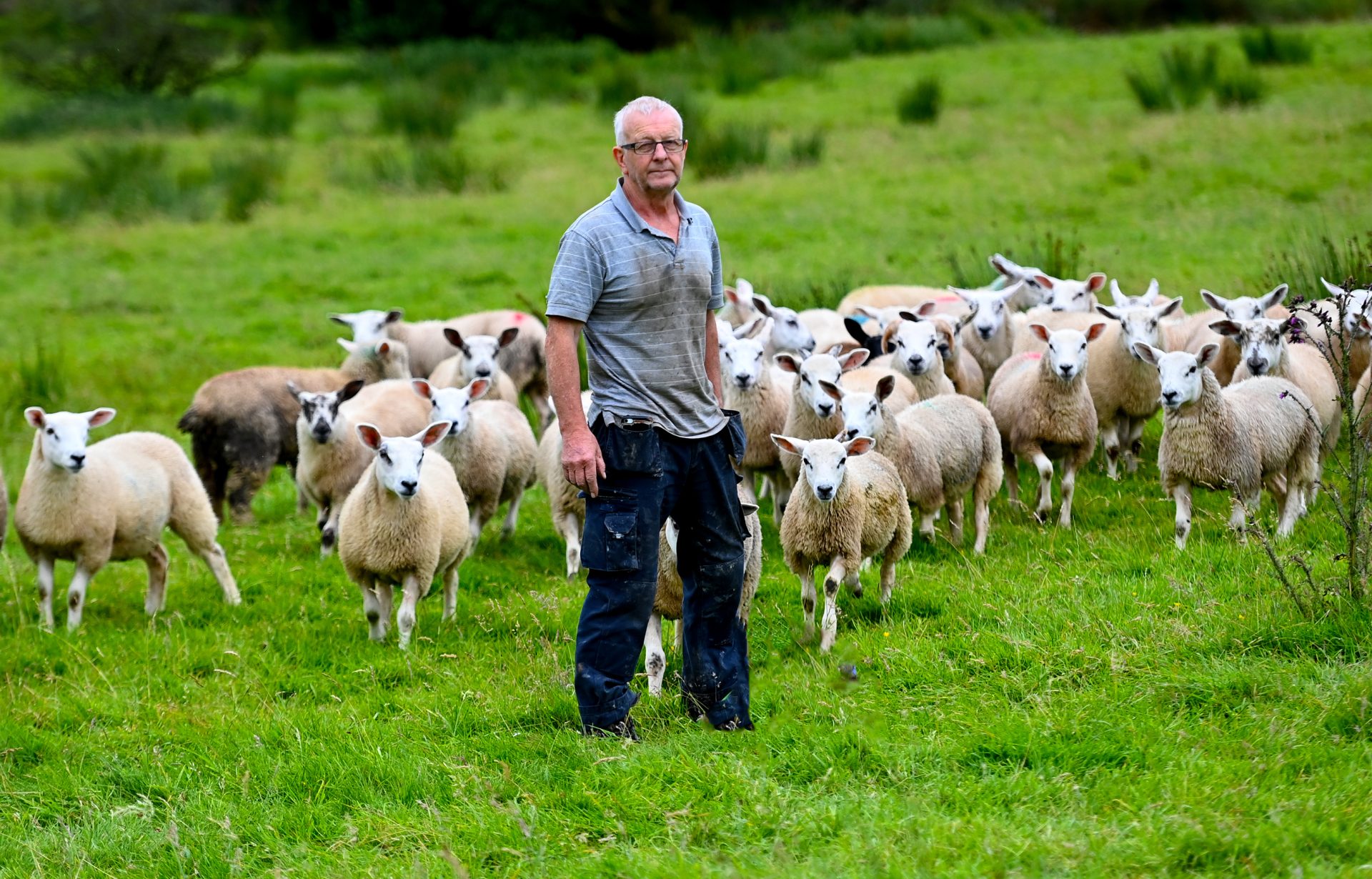 Plumbridge farmer devastated after 20 of his lambs stolen
