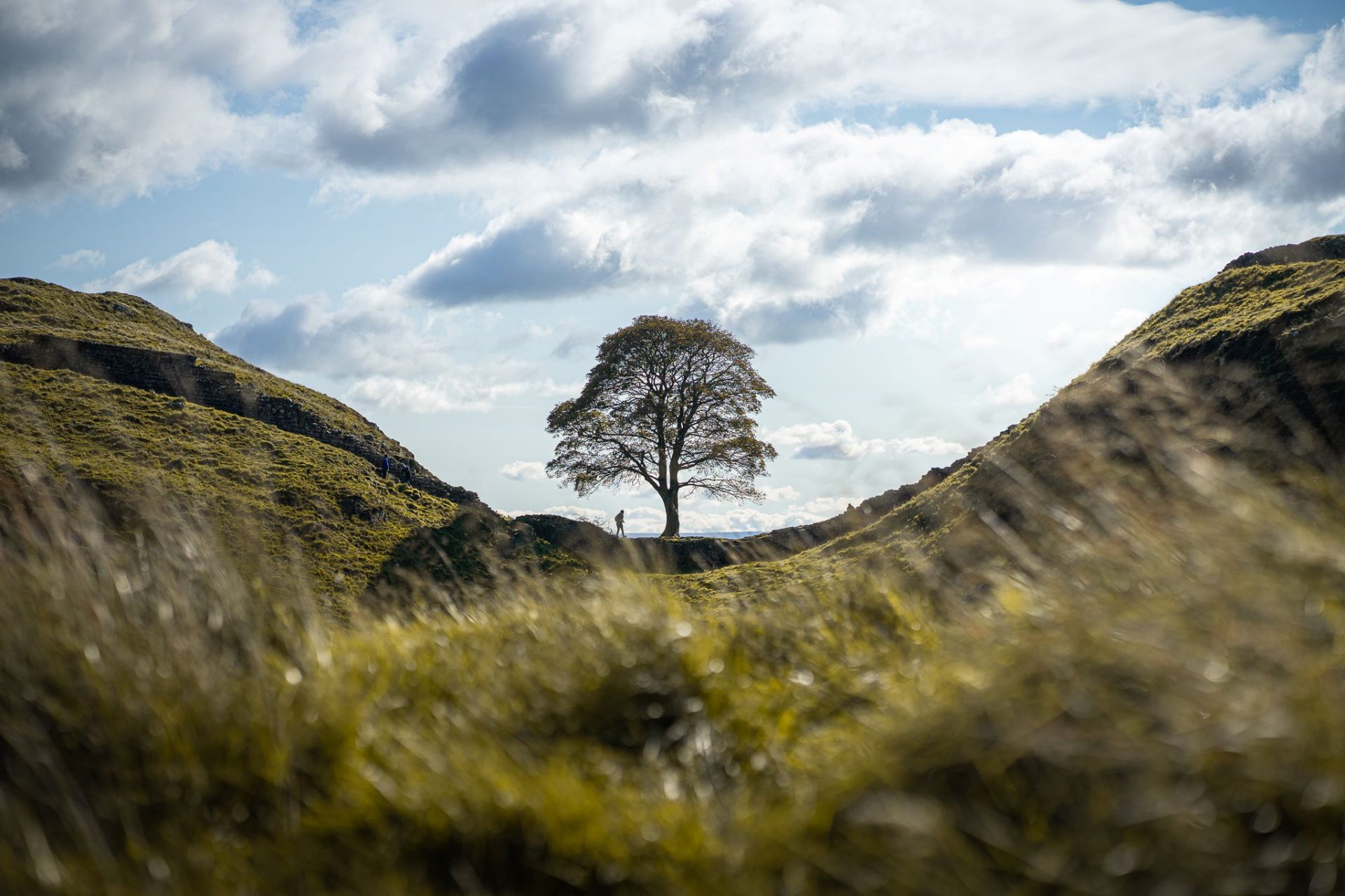 Strabane plumber honoured by sapling from world-famous tree