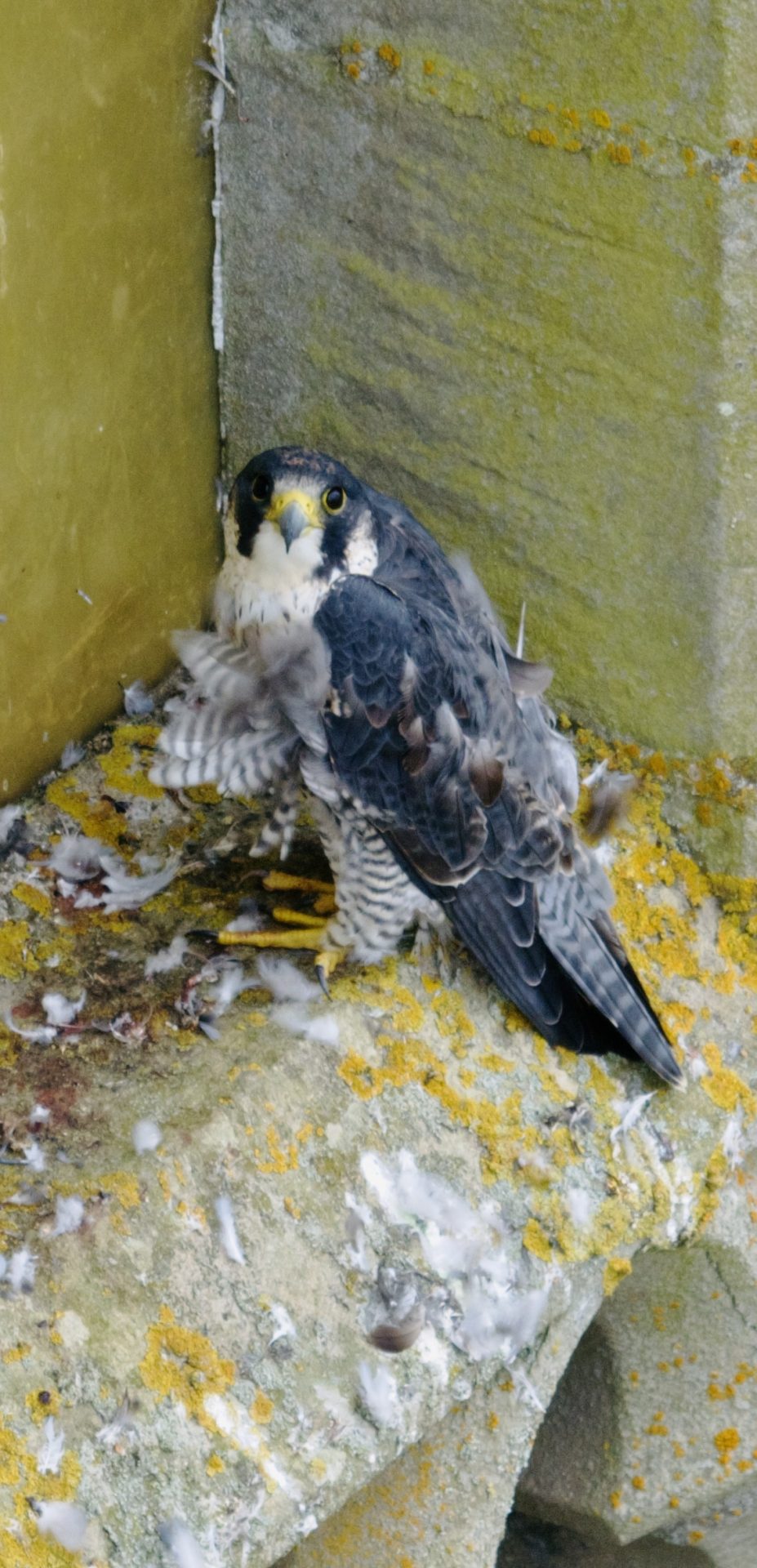 Strabane’s unusual visitor finally captured on camera
