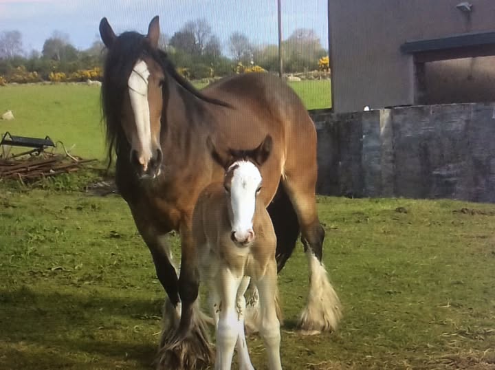 Appeal for information about horse in Tyrone which is missing