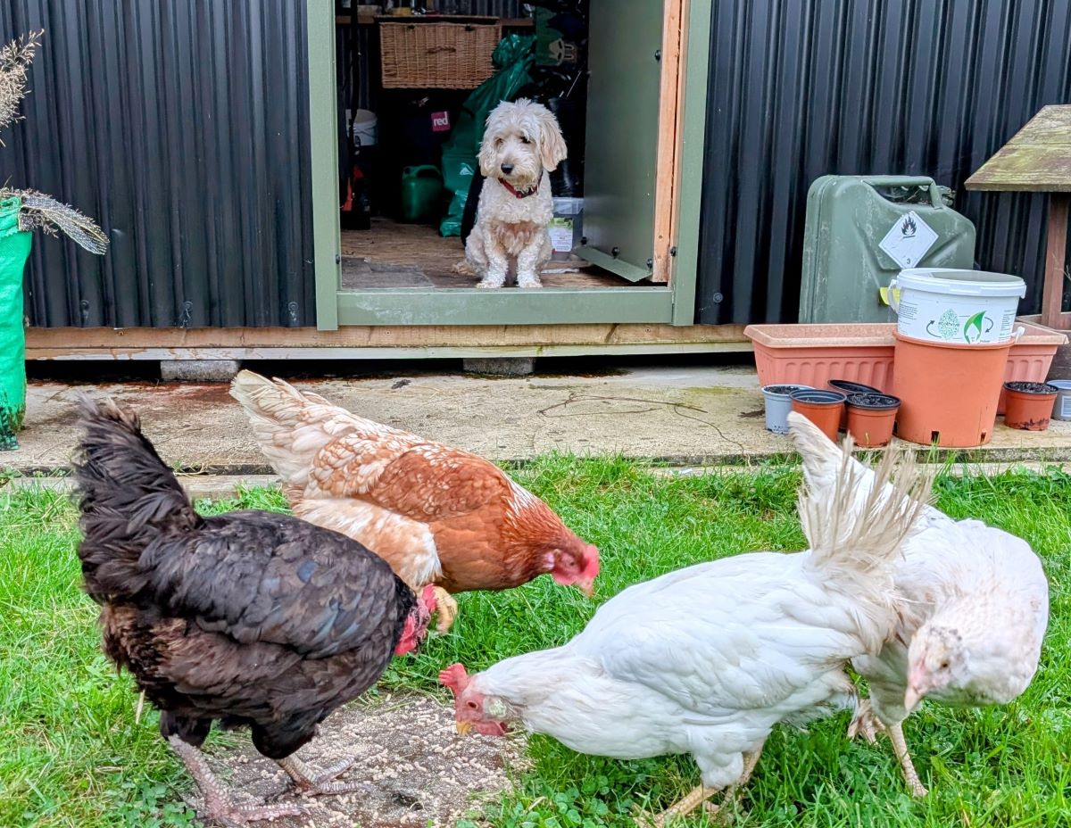 Wuff with the Smooth: Pecking order