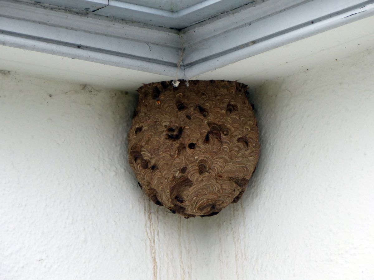 Local beekeepers sound alarm over Asian Hornet