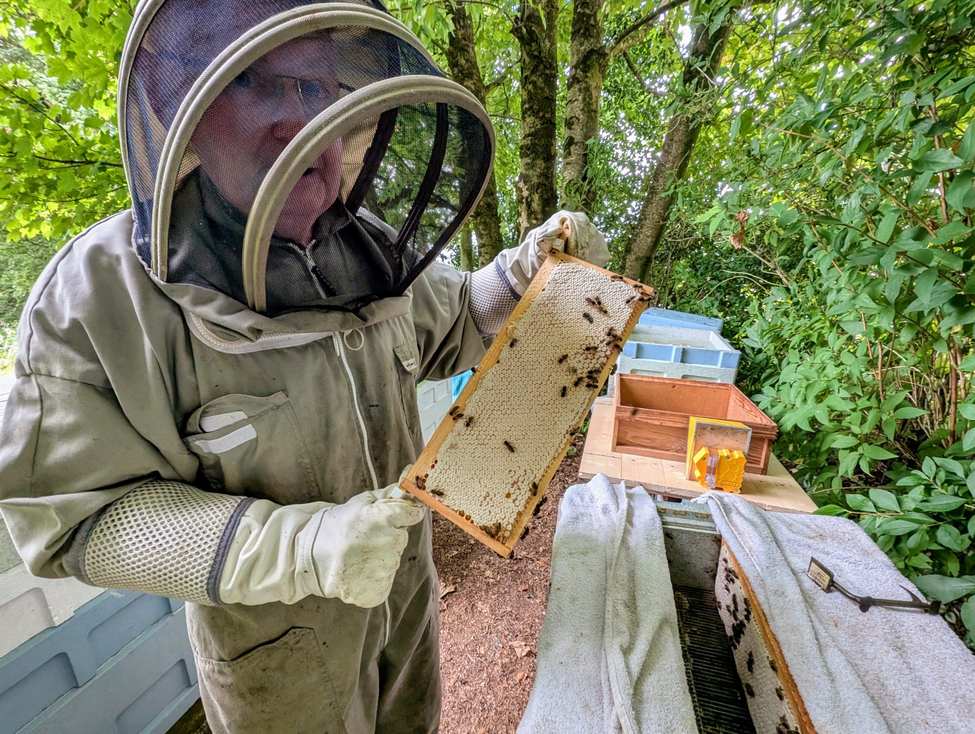 The sweet sting of success: My first go at honey harvesting