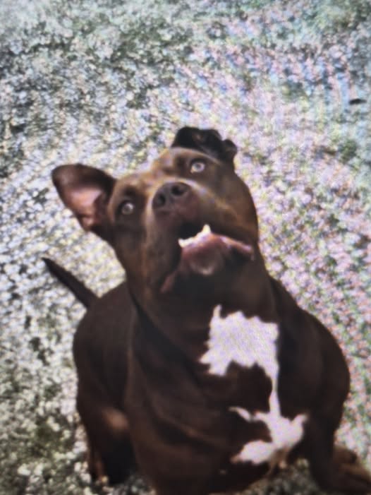 Police trying to find dog which has gone missing in Strabane