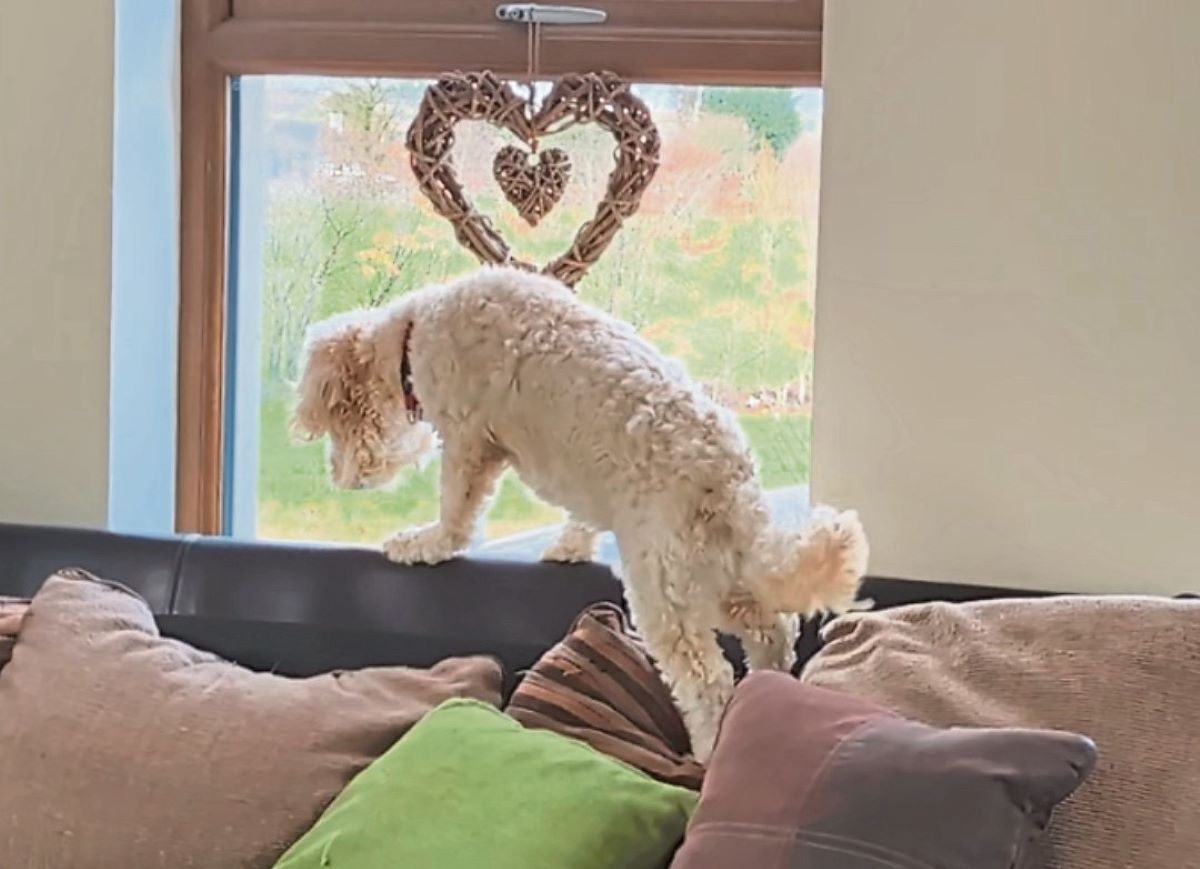 Wuff with the Smooth: The fly