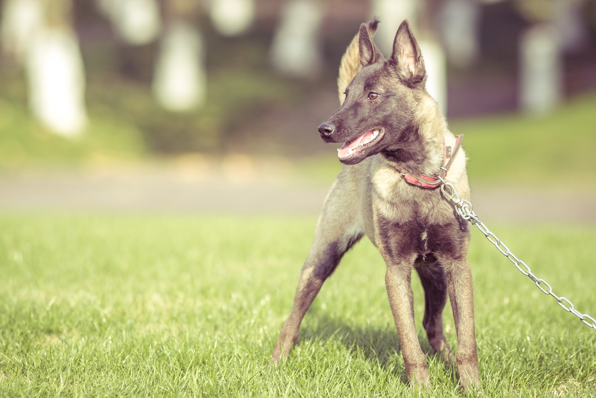 25 people attacked by dogs in local council area this year