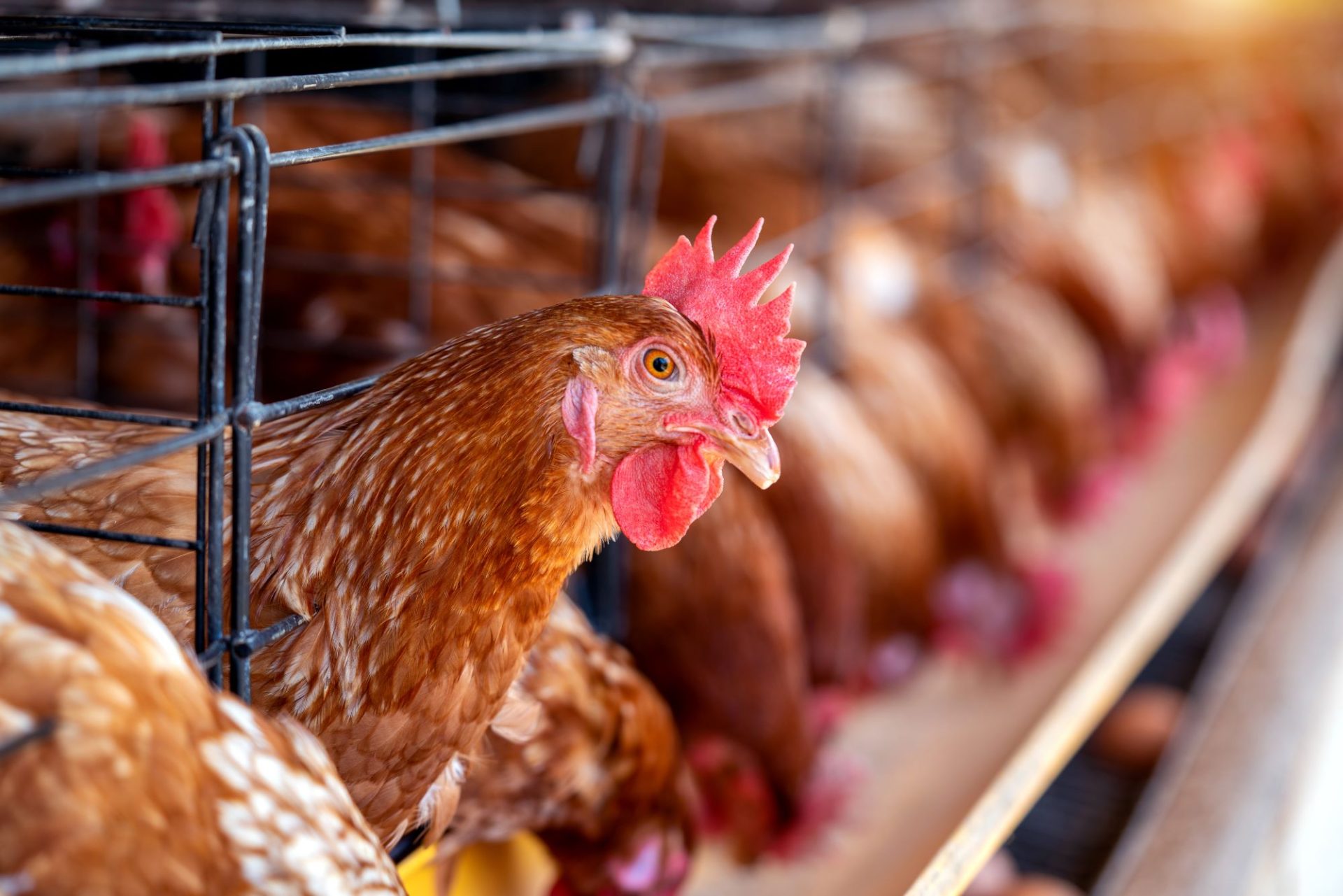 Another case of suspected bird flu found at Tyrone farm