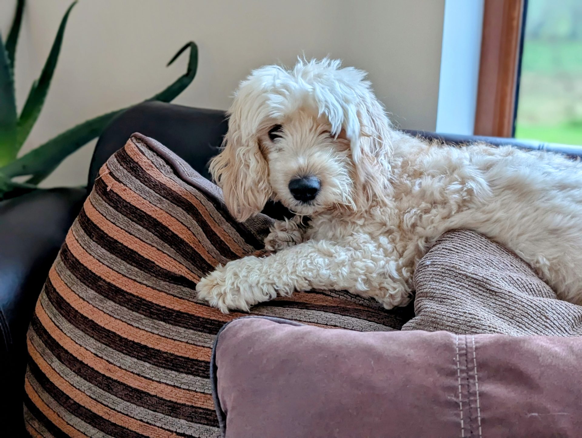 The Wuff with the Smooth: Indelible