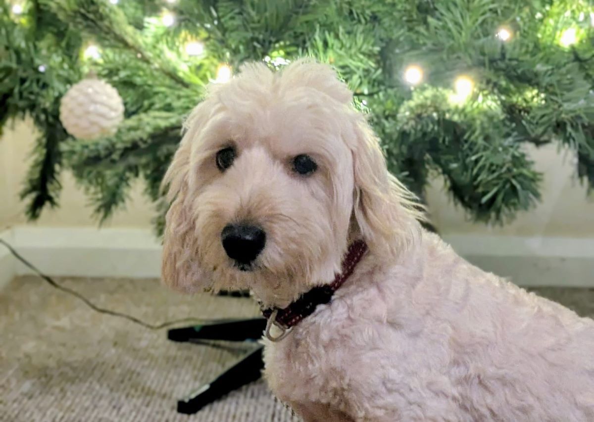 Wuff with the Smooth: Telepathy