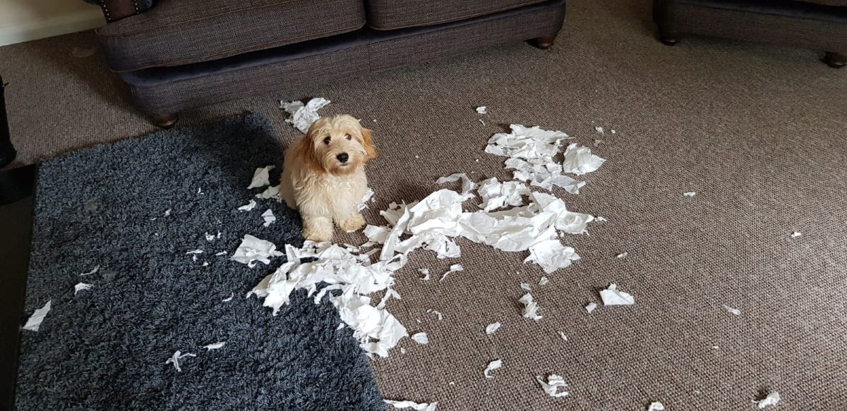 Wuff with the Smooth: Back when tigers used to smoke…