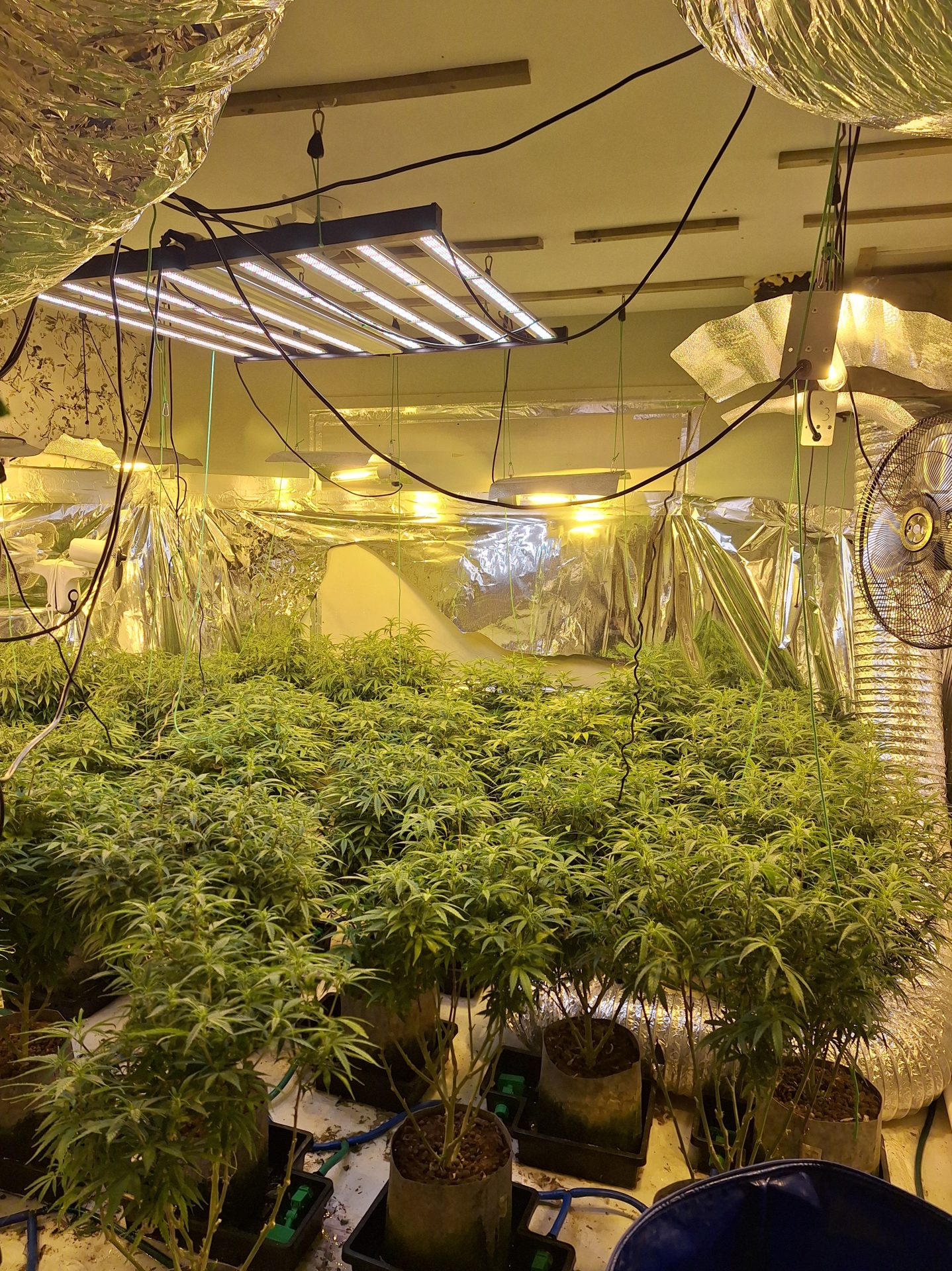 £50,000 cannabis factory found in Cookstown