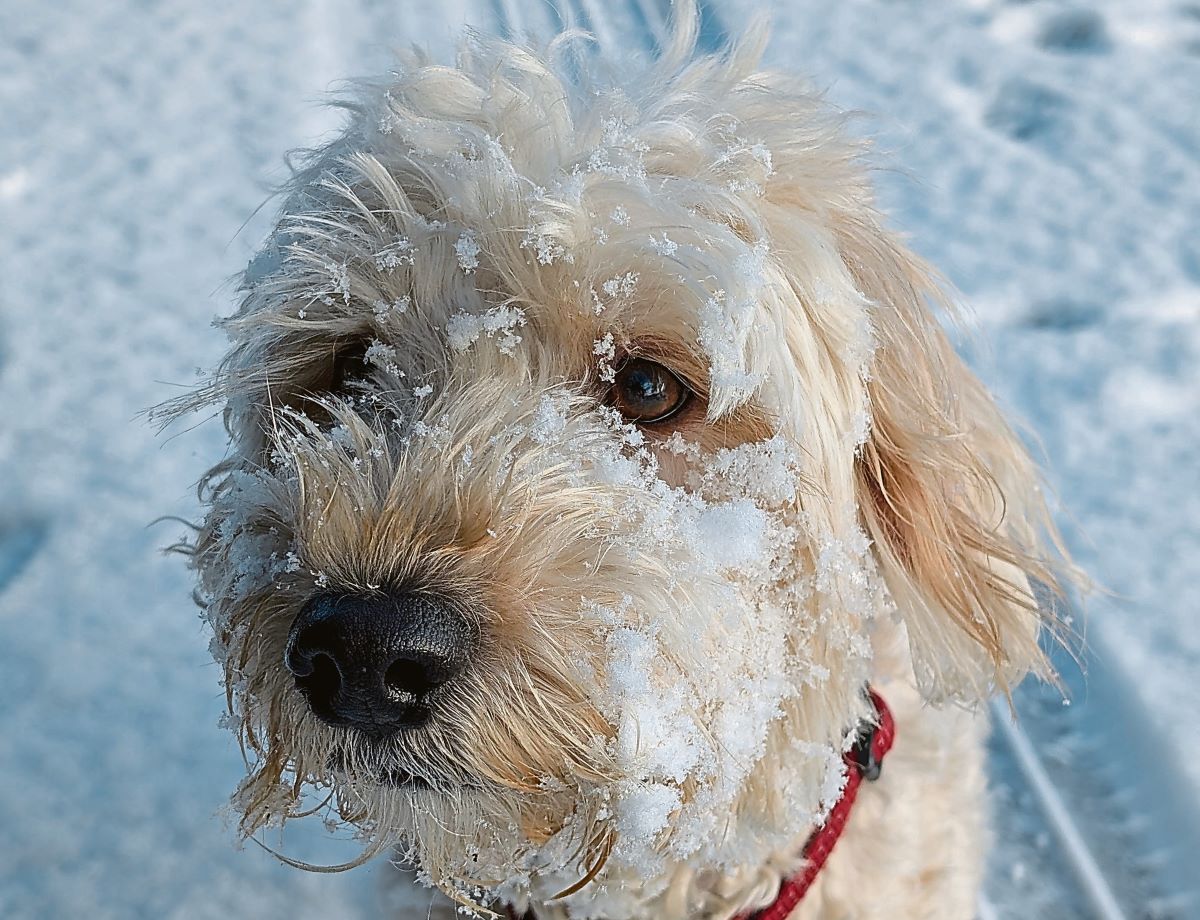 Wuff with the Smooth: Youthful exuberance