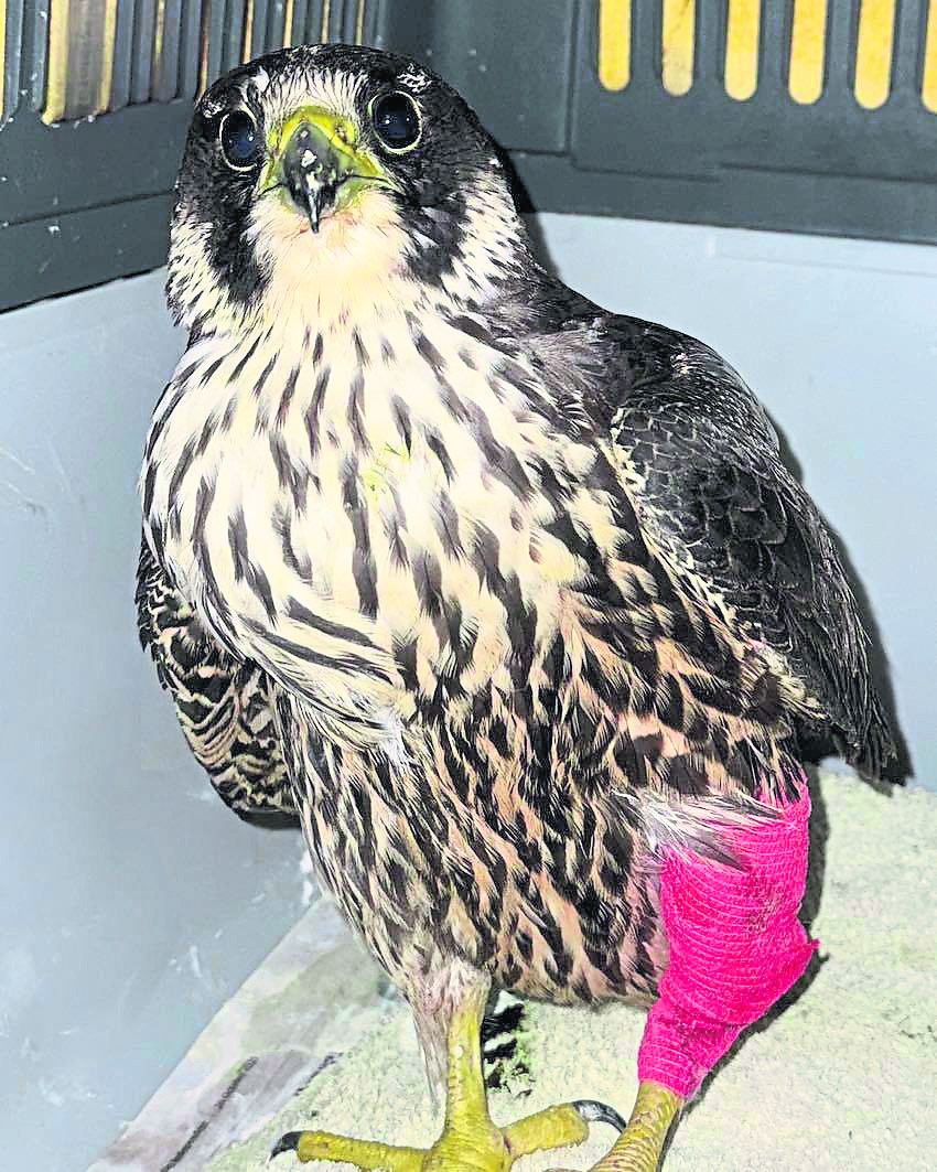 Falcon shot in Strabane making a good recovery at rescue centre