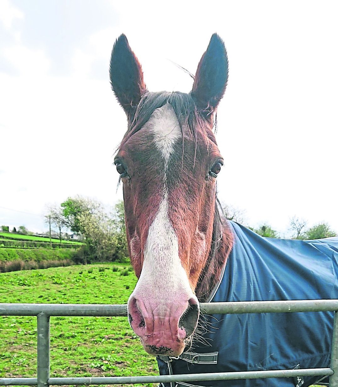 The unexpected farewell to a beloved Tyrone horse called Rambo