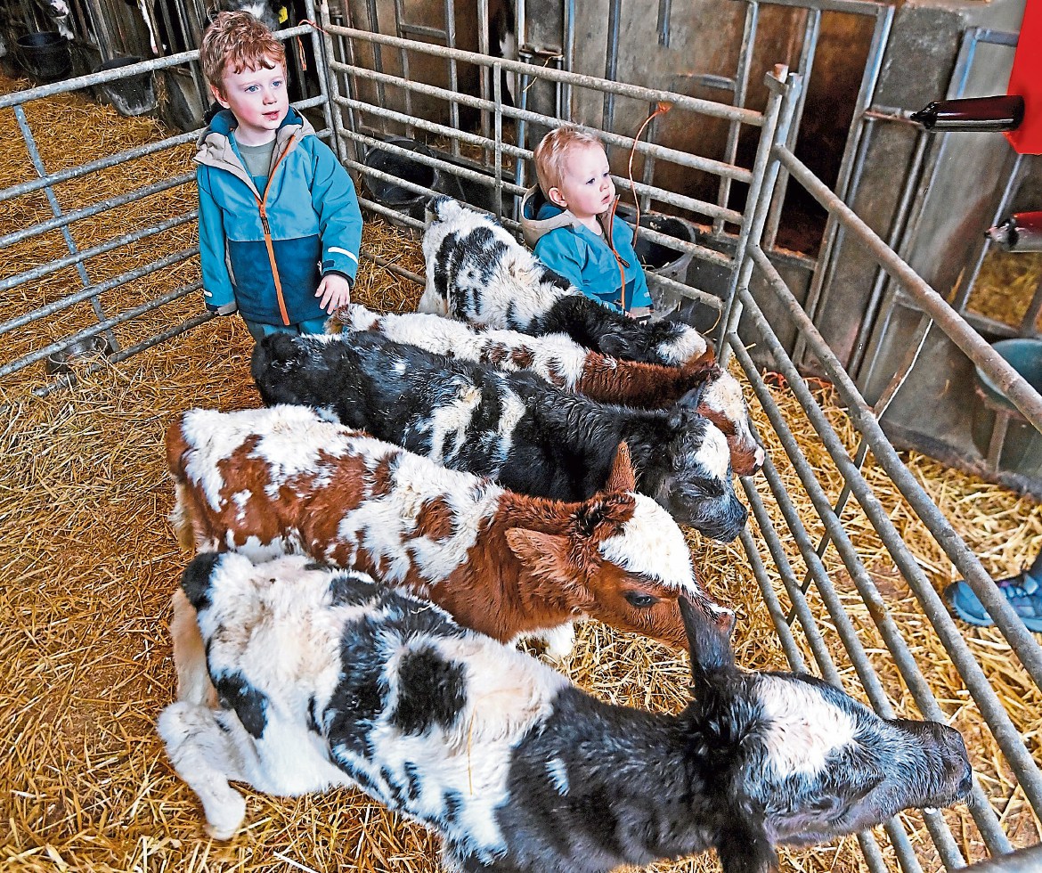 Shock as cow gives birth to five calves on Tyrone farm