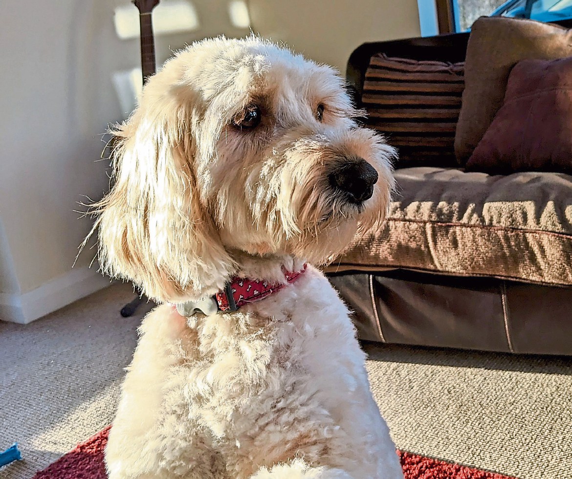 The Wuff with the Smooth: Before the courts