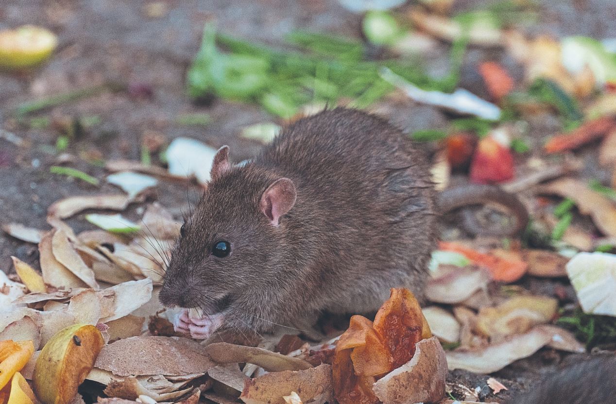 Action demanded over ongoing rats problem around Strabane homes
