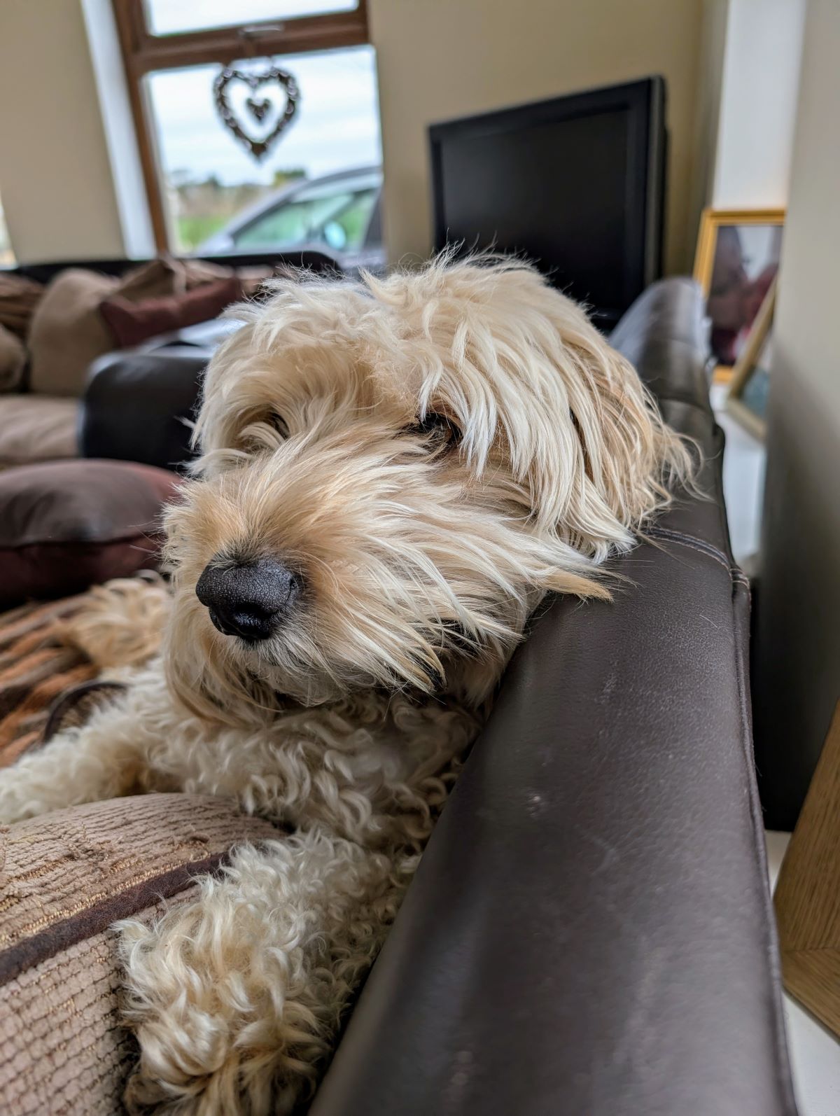 Wuff with the Smooth: Because you’re worth it