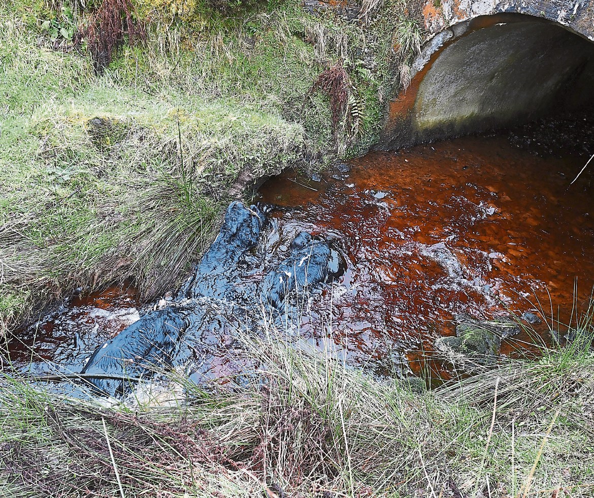 Dead calves in river raise concerns over dumping | We Are Tyrone