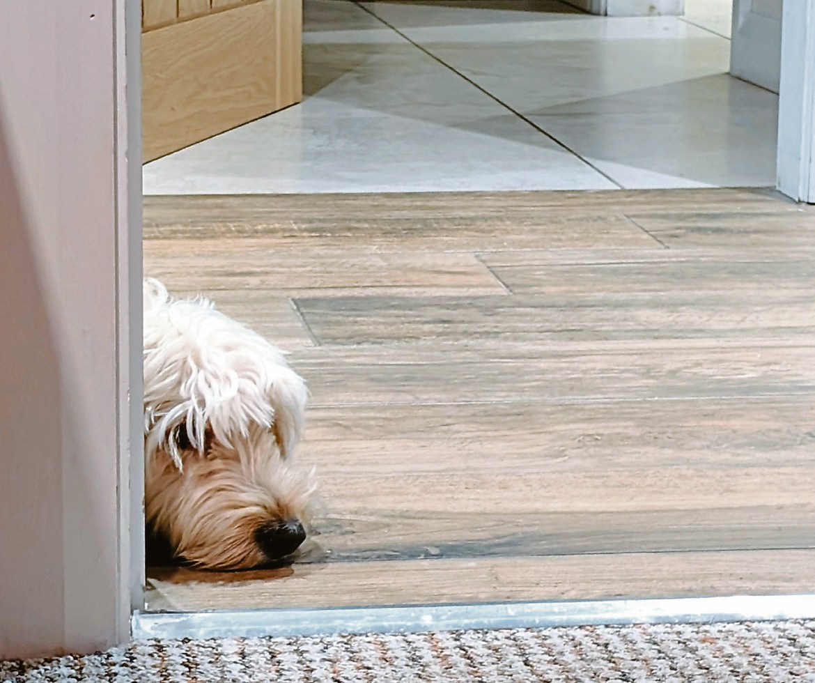 Wuff with the Smooth: Sirens