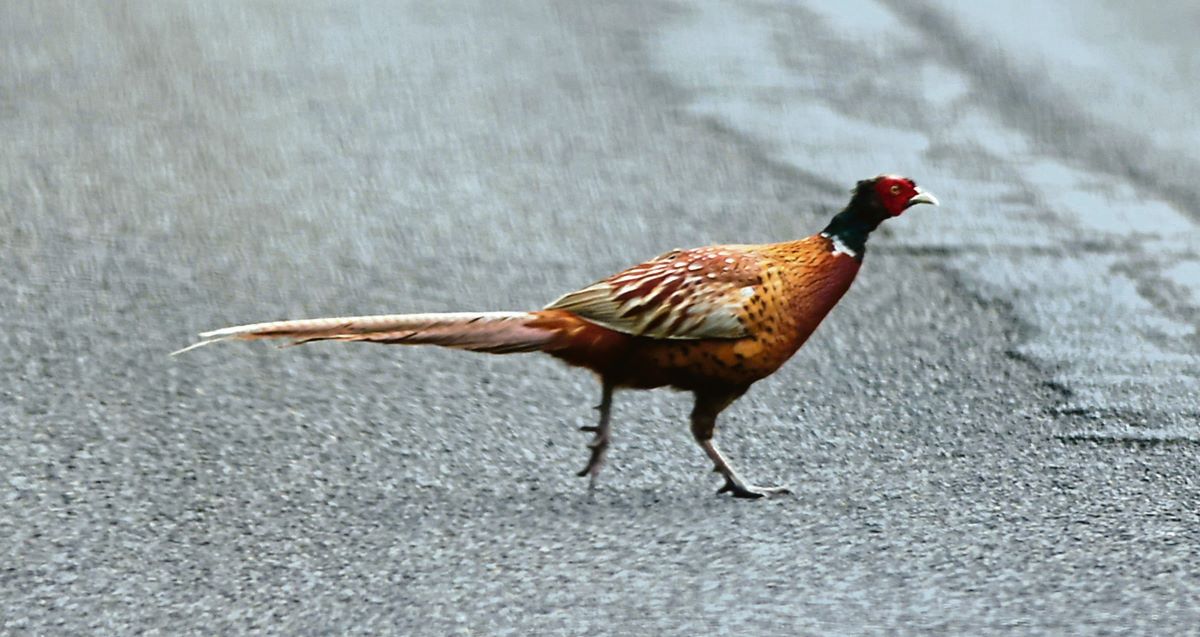 Suspected bird flu case triggers cull near Newtownstewart
